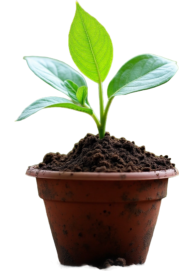 Young Plant in Pot